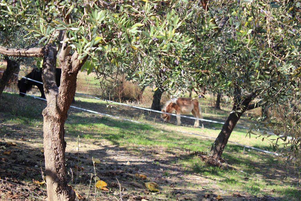 Casale Delle Rose B&B Fattoria Montepagano Extérieur photo